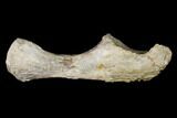 Fossil Amphibian (Eryops) Ulna Bone - Texas #143489-1